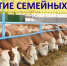 Объявлен отбор проектов грантов на развитие семейных ферм - Пачелмский район