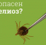 Профилактика иксодового клещевого боррелиоза - Пачелмский район
