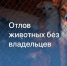 Внимание!!! Отлов животных без владельцев в Пачелмском районе - Пачелмский район