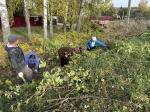 Сотрудники Пачелмской районной библиотеки приняли участие в субботнике по благоустройству